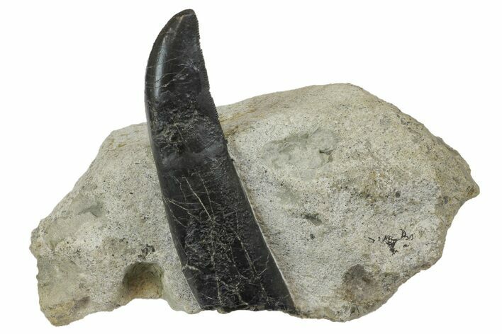 Rooted Allosaurus Tooth In Sandstone - Colorado #173072